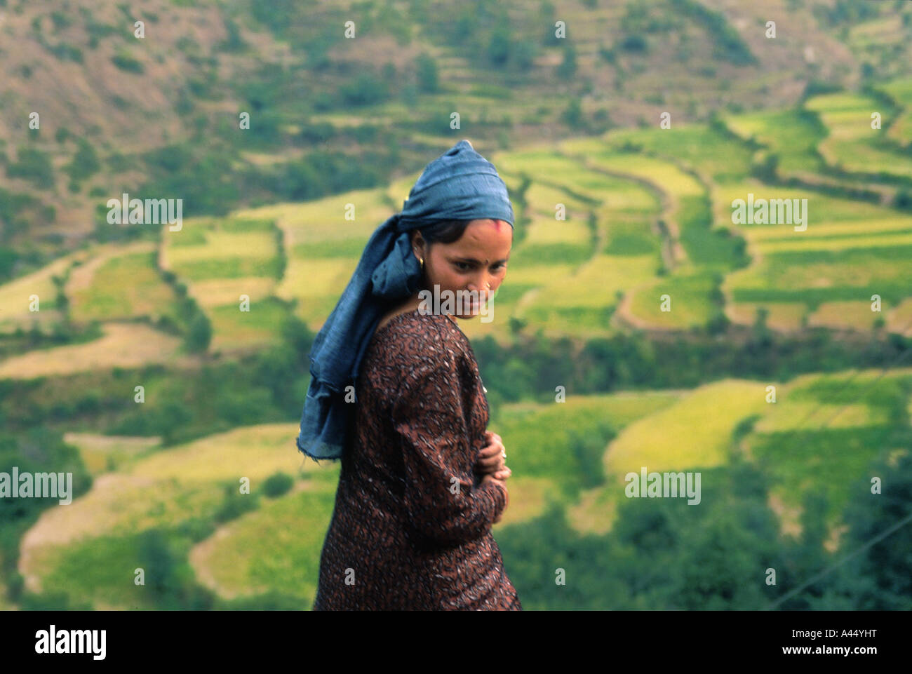 Paddy-Ernte in Uttaranchal, Indien Stockfoto
