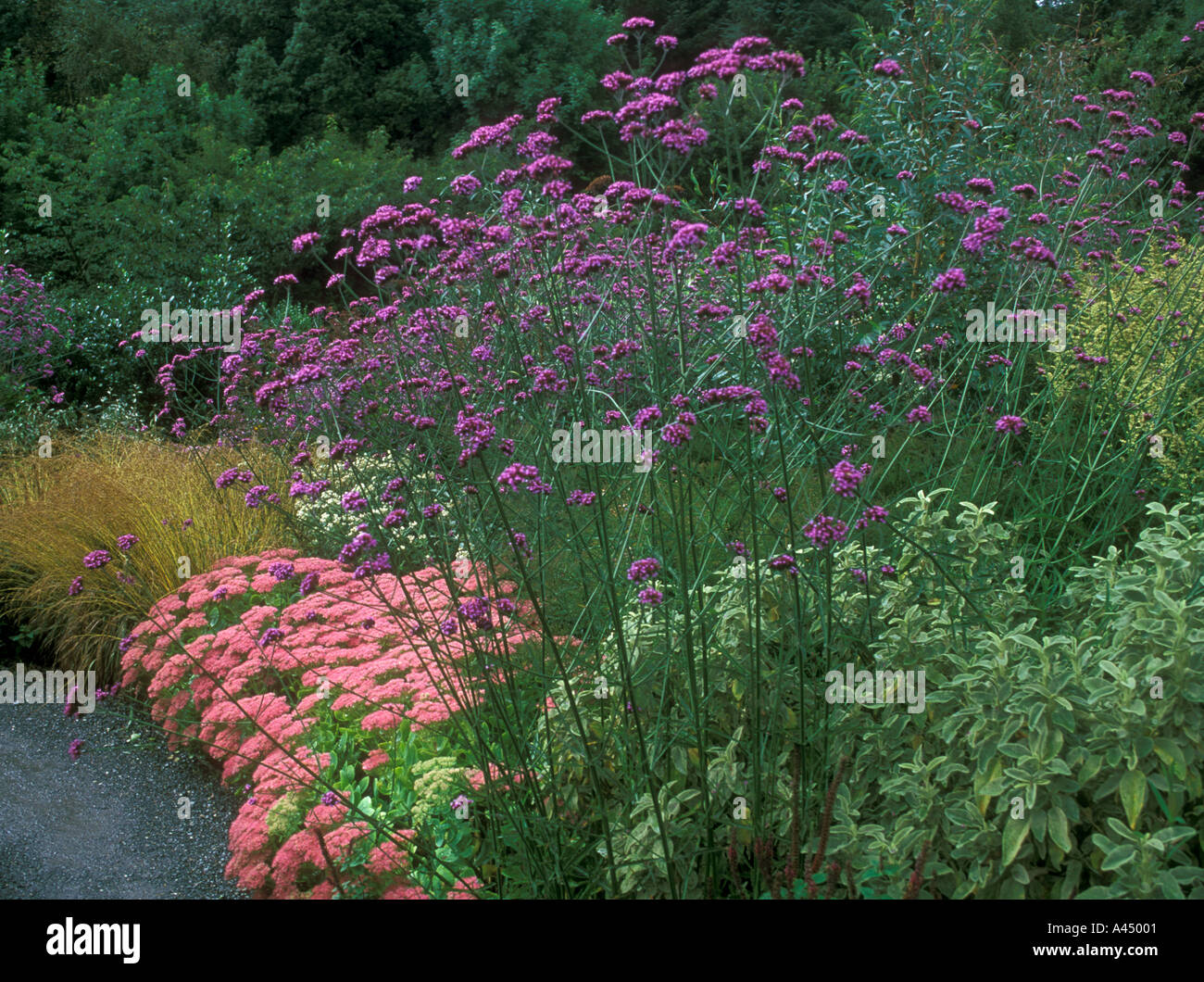 Mischung aus Sträuchern und Blumen Grenze Stockfoto