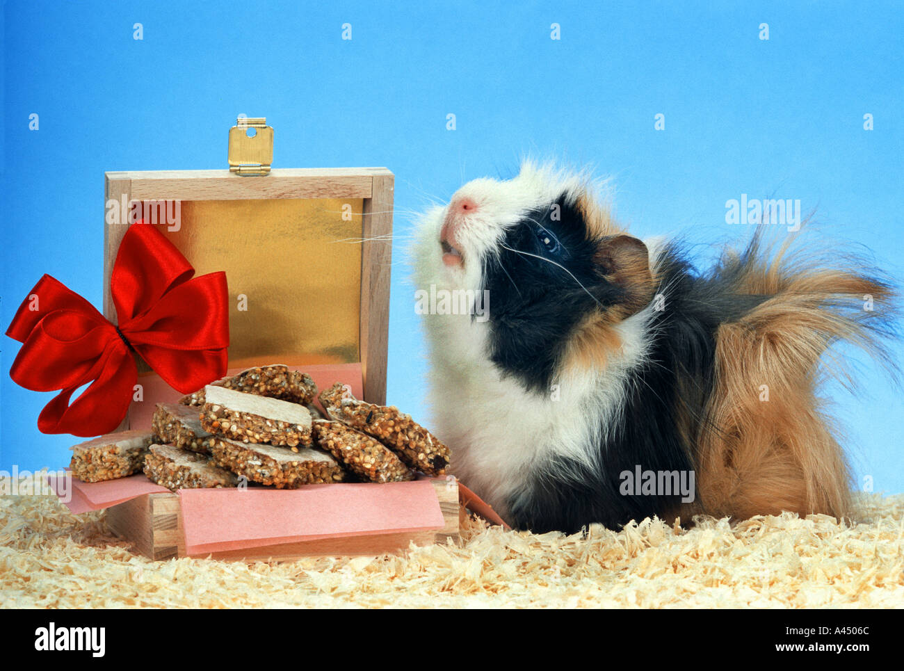 ein Geschenk für die Meerschweinchen Shortbread Keks Cookie alles Gute zum  Geburtstag Meerschweinchen Keks Shortbread Cookies Cavia Cavia Nagetier p  Stockfotografie - Alamy