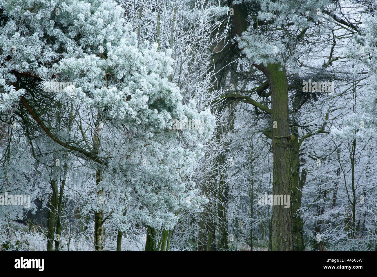 Frostigen Wald Szene Moors Hallam in der Nähe von Redmires Reservoir, Sheffield, South Yorkshire, Großbritannien Stockfoto