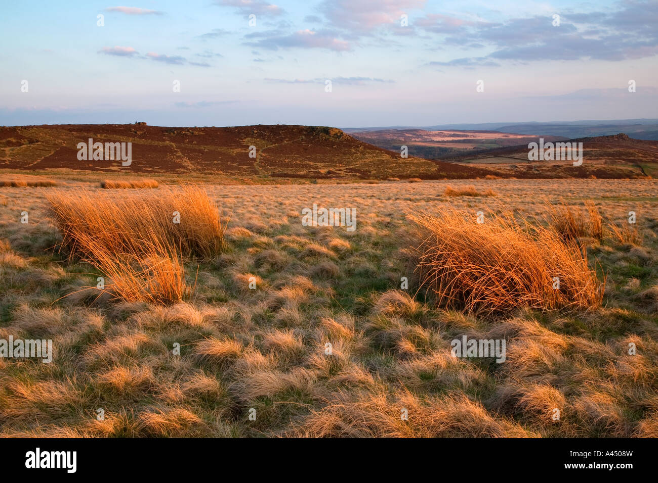 Heide zwischen Stanage Edge & Callow Bank, Peak District National Park, England, Vereinigtes Königreich Stockfoto