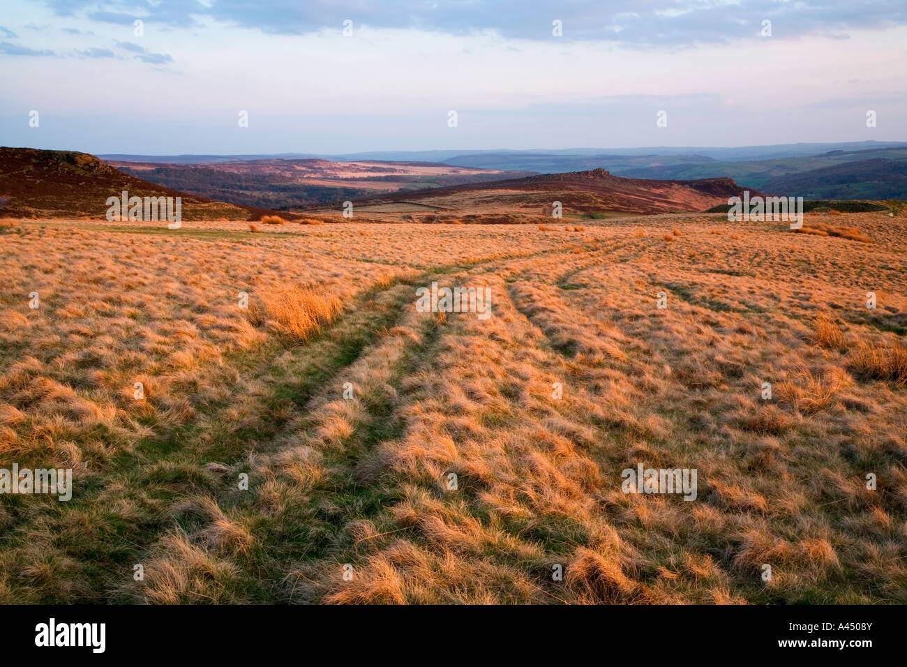 Heide zwischen Stanage Edge & Callow Bank, Peak District National Park, England, Vereinigtes Königreich Stockfoto