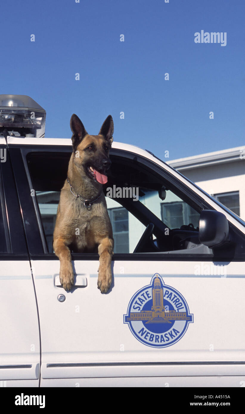 Polizeihund im geöffneten Fenster der Streifenwagen belgischen Malanoise. Nebraska State Patrol. Hund ist bereit zu springen und Handler zu unterstützen. Stockfoto