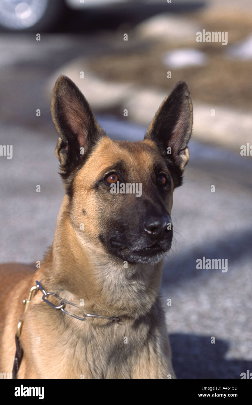 Polizei-Hund K 9 belgischen Malanoise Nebraska State Patrol Stockfoto