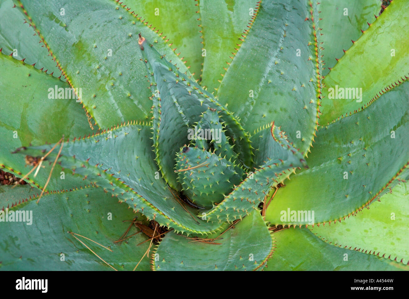 Kaktus in Heller Botanischer Garten Gardone Riviera am Gardasee Italien  Stockfotografie - Alamy