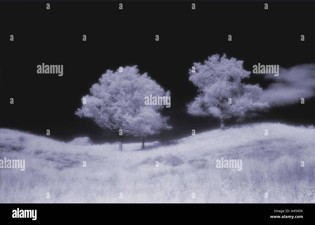 Blau getönte Bild von zwei Bäumen auf grasbewachsenen Hügel in ländlicher Umgebung Stockfoto