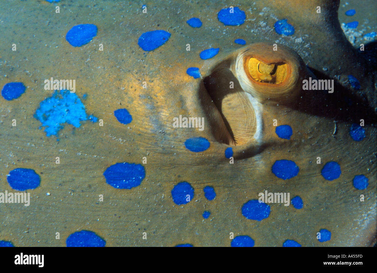 Bluespotted Ribbontail Strahl Taeniura Lymma in Abu Soma Arbaa (Safaga und Umgebung)-Rotes Meer-Ägypten Stockfoto