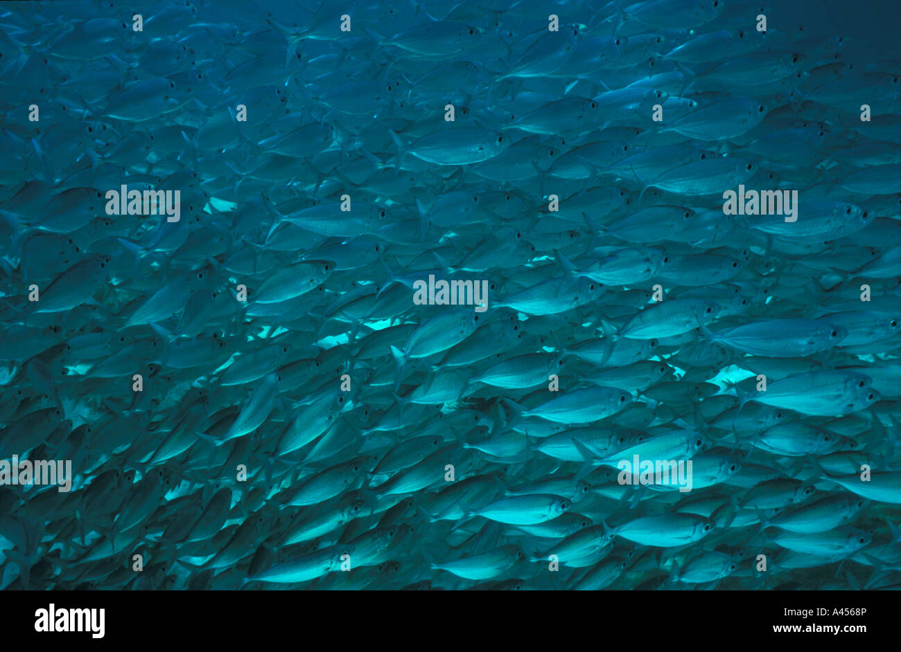 Ein Schwarm Fische schwimmt in der Nähe der Sand immer das Licht reflektiert über ihre Haut. Mexikanische Karibik, Halbinsel Yucatan. Mexiko Stockfoto
