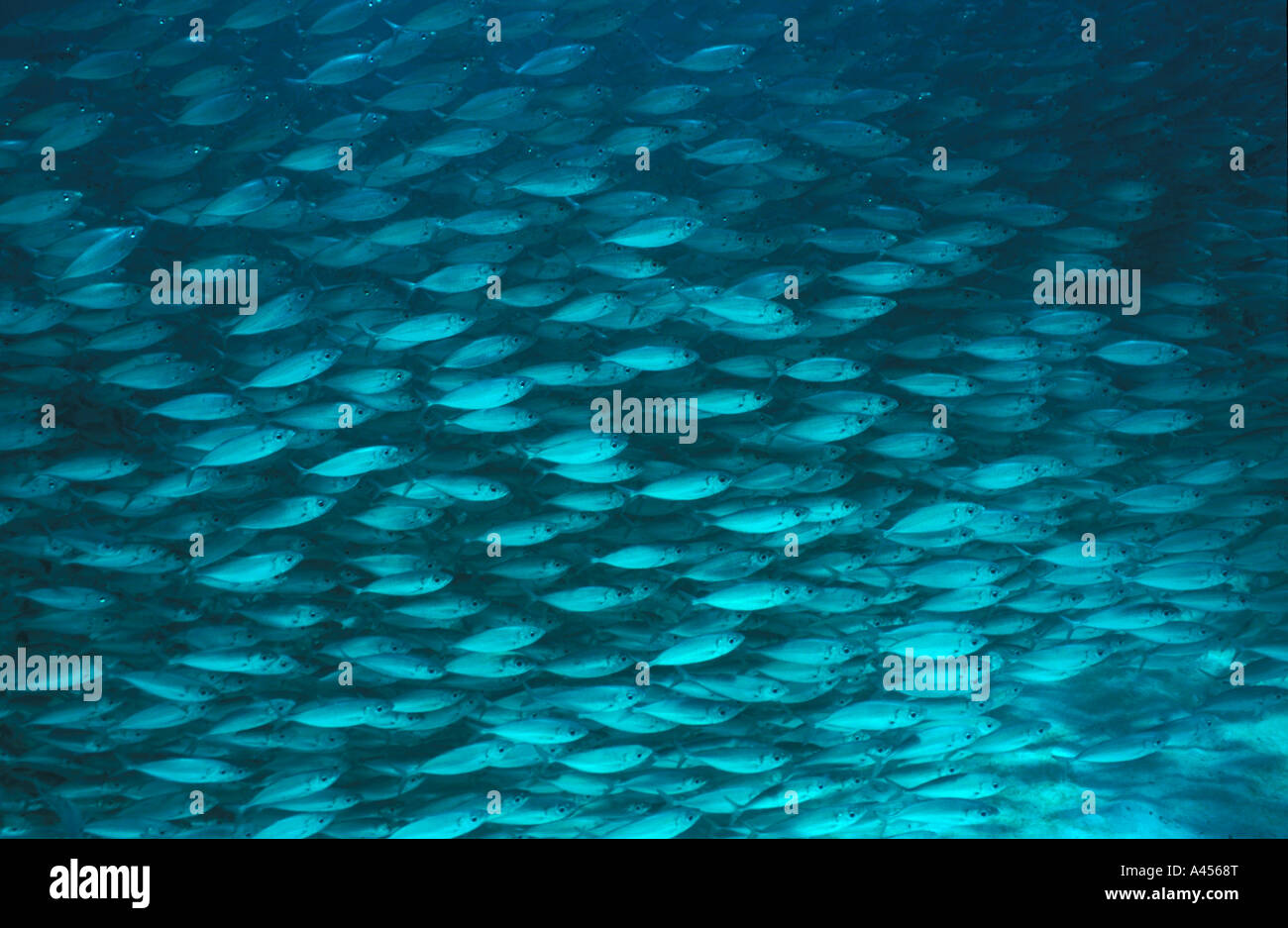 Ein Schwarm Fische schwimmt in der Nähe der Sand immer das Licht reflektiert über ihre Haut. Mexikanische Karibik, Halbinsel Yucatan. Mexiko Stockfoto