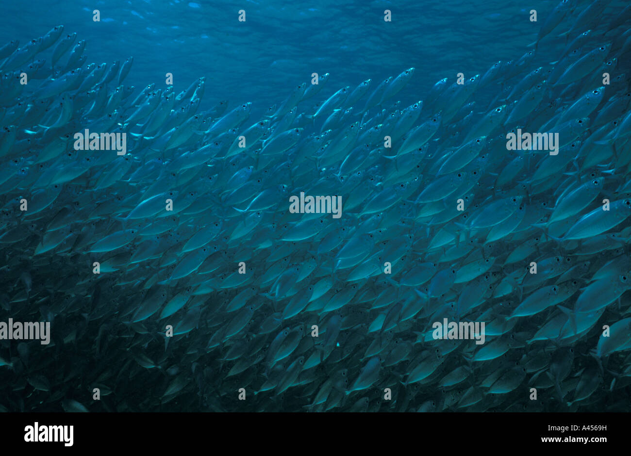 Ein Schwarm Fische schwimmt in der Nähe der Sand immer das Licht reflektiert über ihre Haut. Mexikanische Karibik, Halbinsel Yucatan. Mexiko Stockfoto
