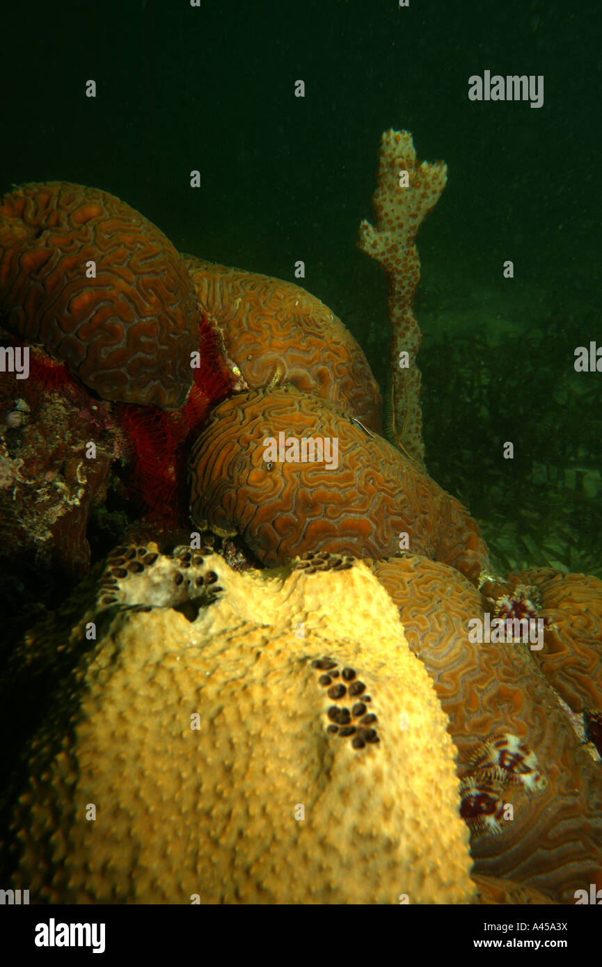Gehirn Korallen unter Wasser an der Küste der Isla Bastimentos Nationalpark, Provinz Bocas del Toro, Republik Panama. Stockfoto