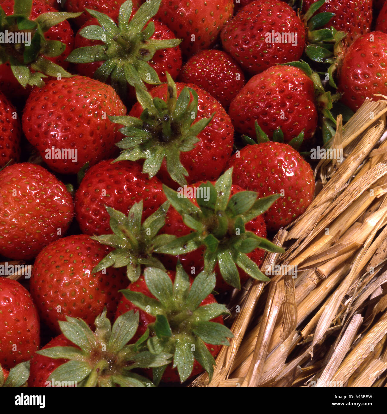 Erdbeeren Stockfoto