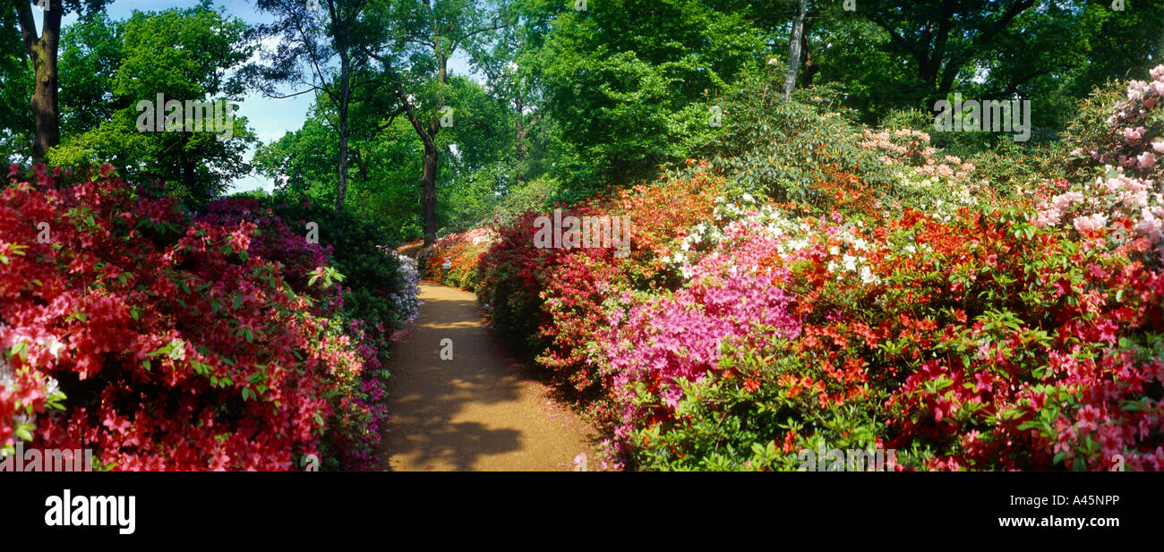 Surrey Richmond Park Isabella Plantation Azaleen Pfad Stockfoto