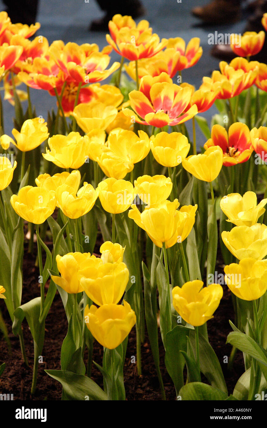 Blühende Tulpen auf der internationalen Grünen Woche 2006 in Berlin, Deutschland Stockfoto