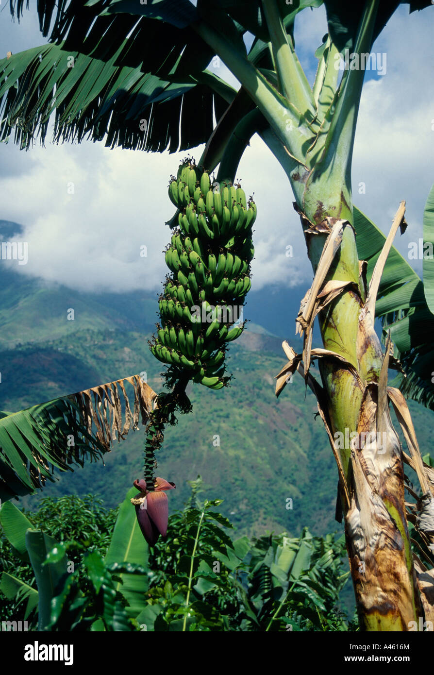 WEST INDIES Karibik Jamaica Blue Mountains Bananenstaude Früchte zeigen Stockfoto
