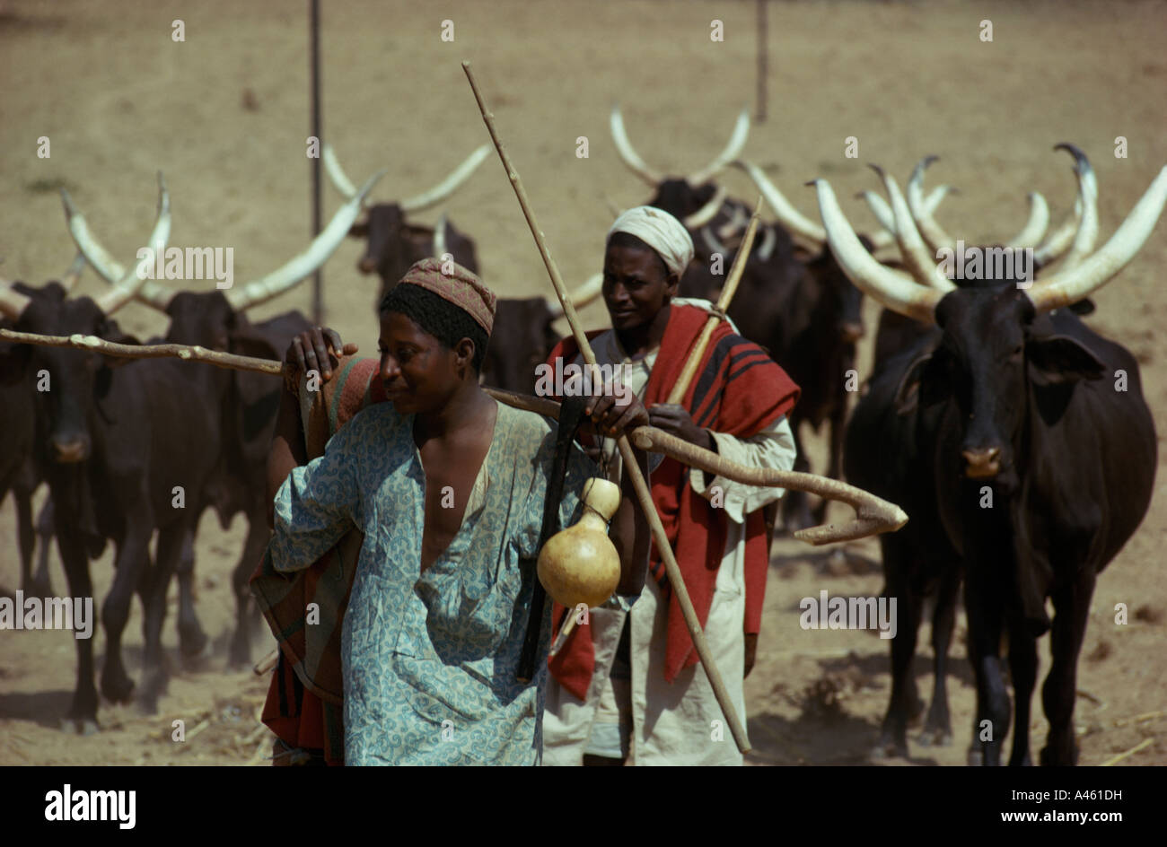 NIGERIA Nordafrika Sahel Wüste Region Landwirtschaft Fulani Hirten und Longhorn Rindern Stockfoto