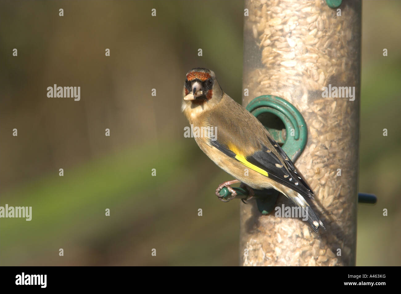 Eurasische Stieglitz Zuchtjahr Zuchtjahr Männchen fressen in einem Sonnenblumenkerne Feeder, Todwick, South Yorkshire, England Stockfoto