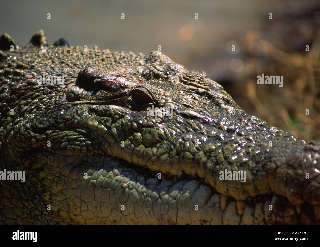 Salzwasser-Krokodil, Australien Stockfoto