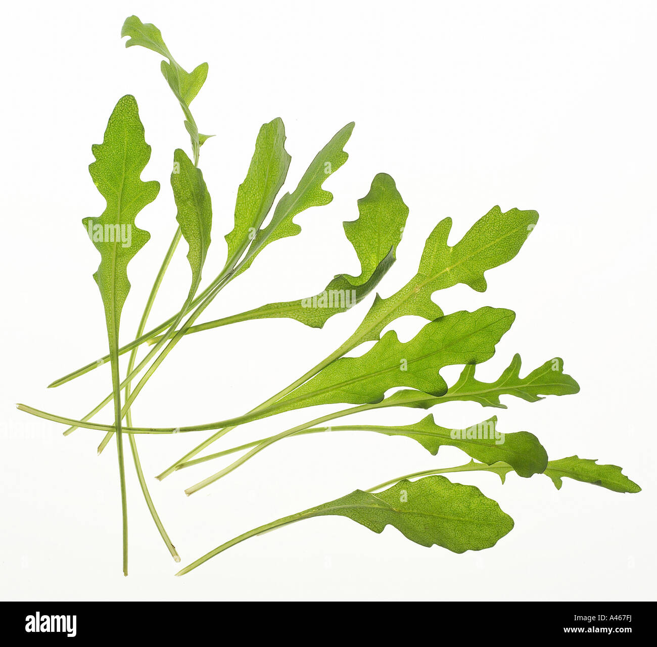 Blätter von Rucola auf weißem Hintergrund Stockfoto