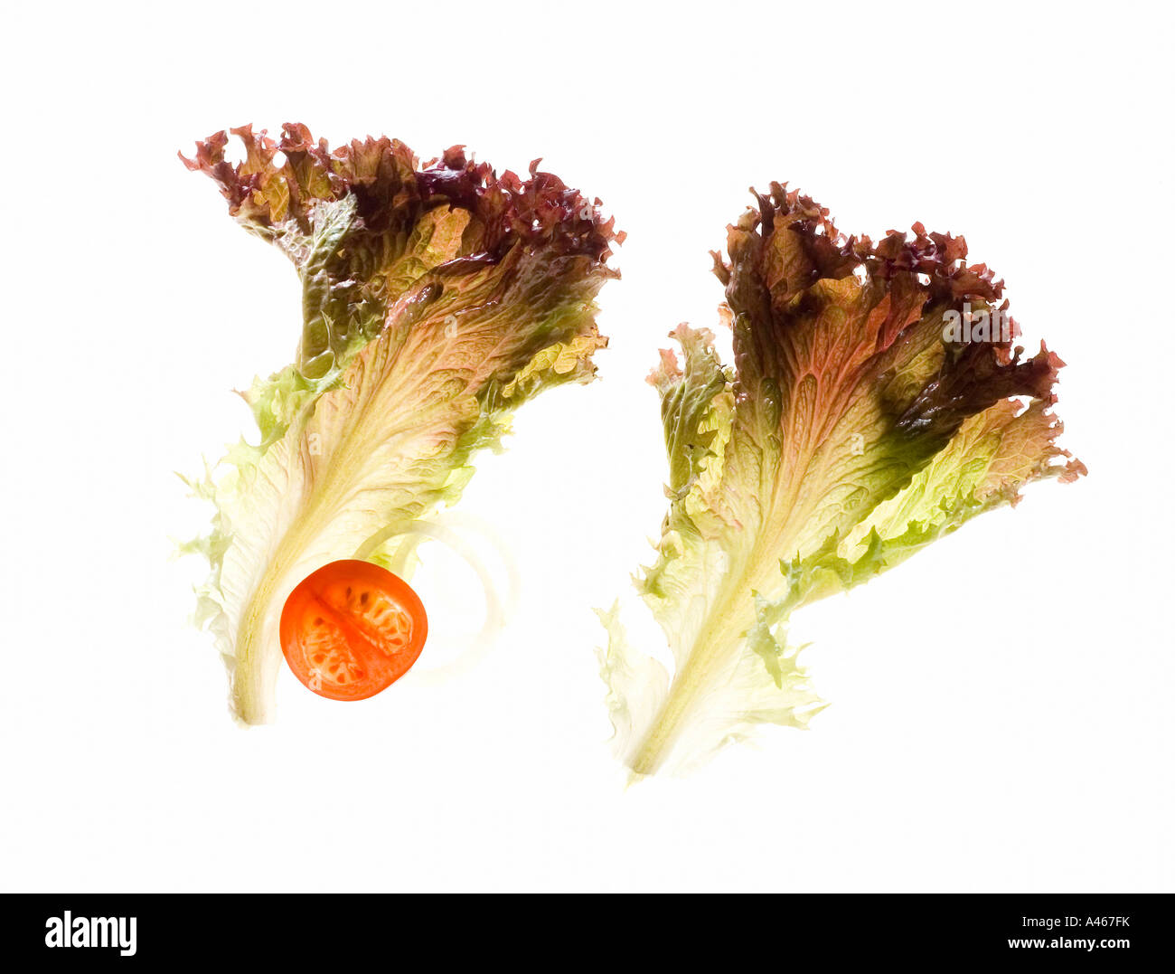 Ein Lollo Rosso Salat auf einem weißen Hintergrund Stockfoto