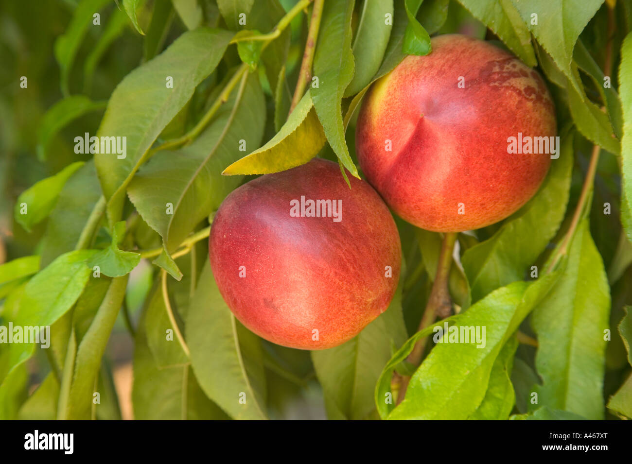 Reife Nektarinen "Red Rosmarin" auf Ast. Stockfoto