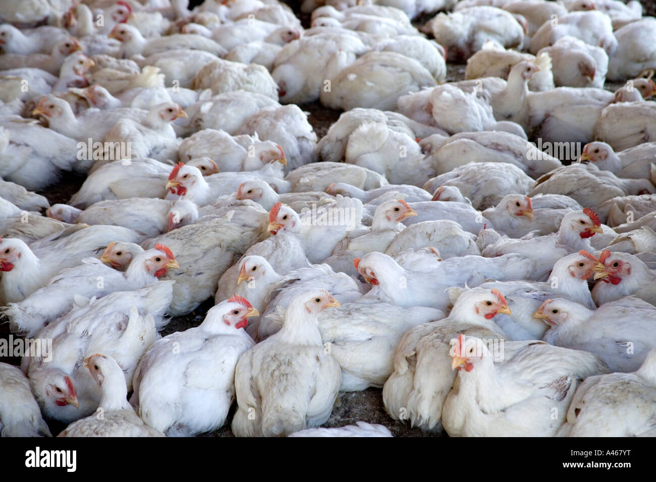 Geflügelfarm, Hühner, California Stockfoto