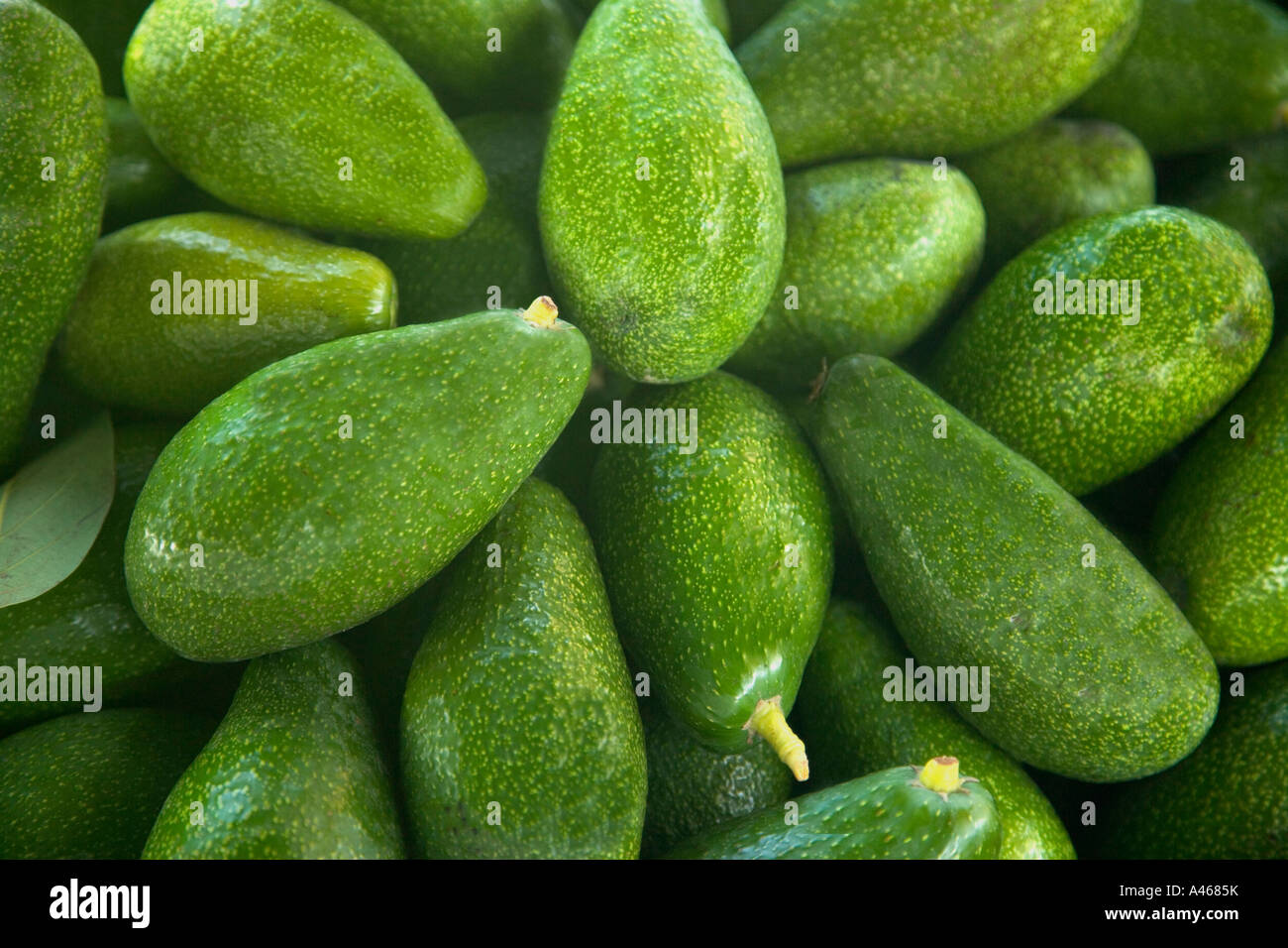 Avocados "Zutano" Sorte geerntet. Stockfoto