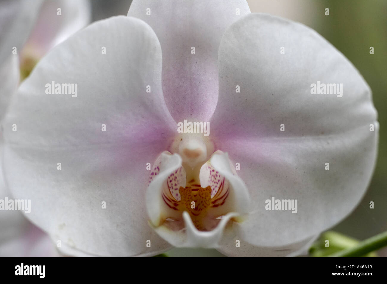 Orchidaceae Phalaenopsis Stockfoto