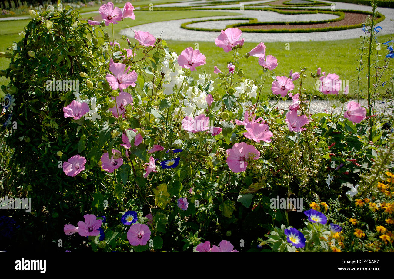 Garten des Schlosses Charlottenburg mit Malve silberne Tasse Lavatera Trimestris in der front Stockfoto