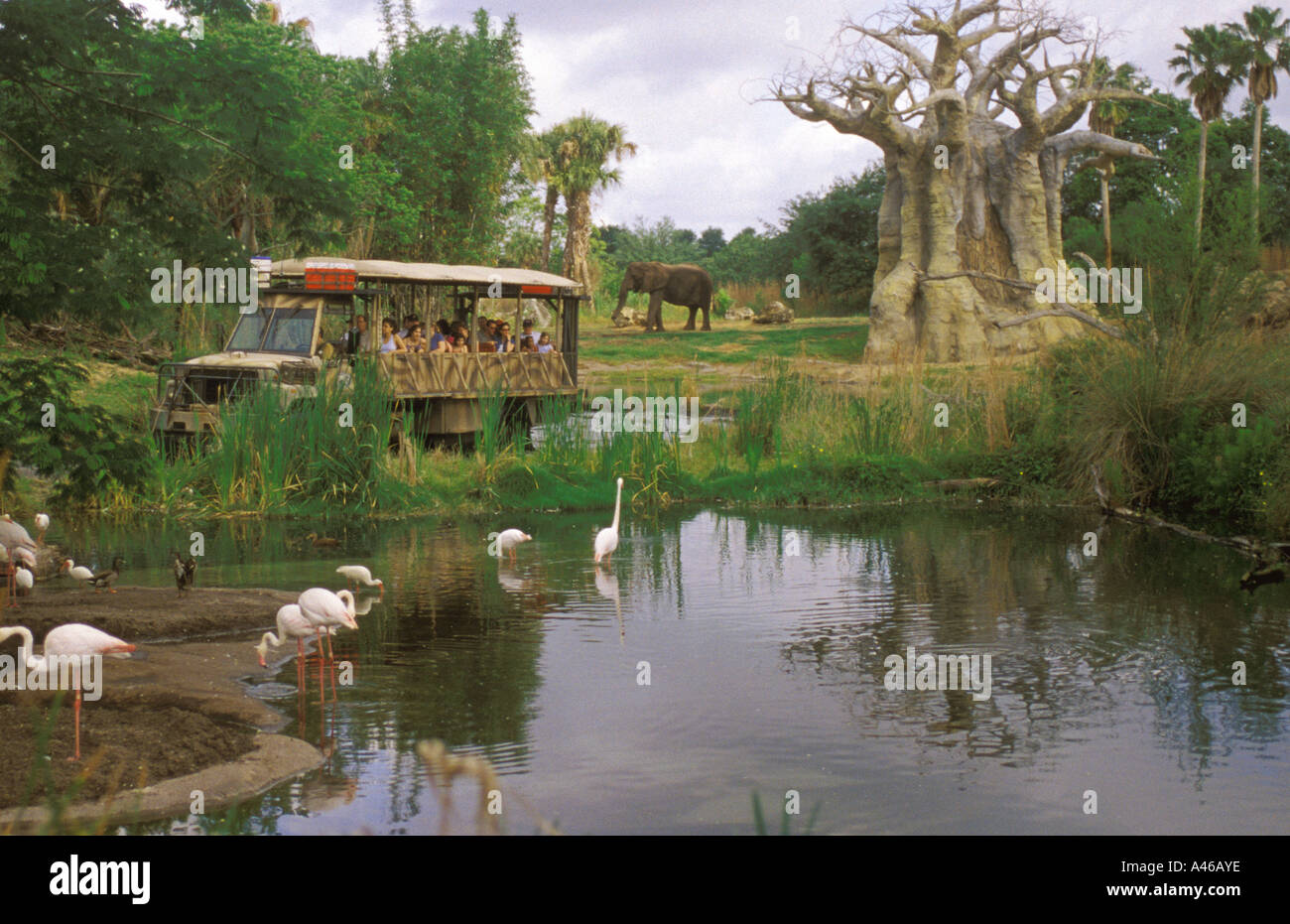 Disney World Animal Kingdom African Safari LKW Baobob Bäume Stockfoto