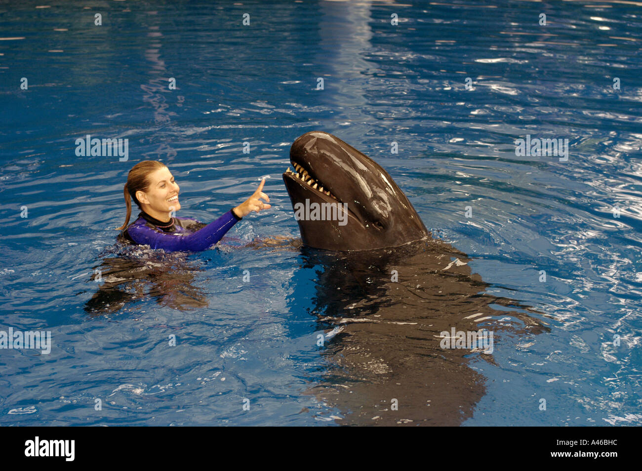 Falscher Killerwal Orlando SeaWorld Trainer Stockfoto