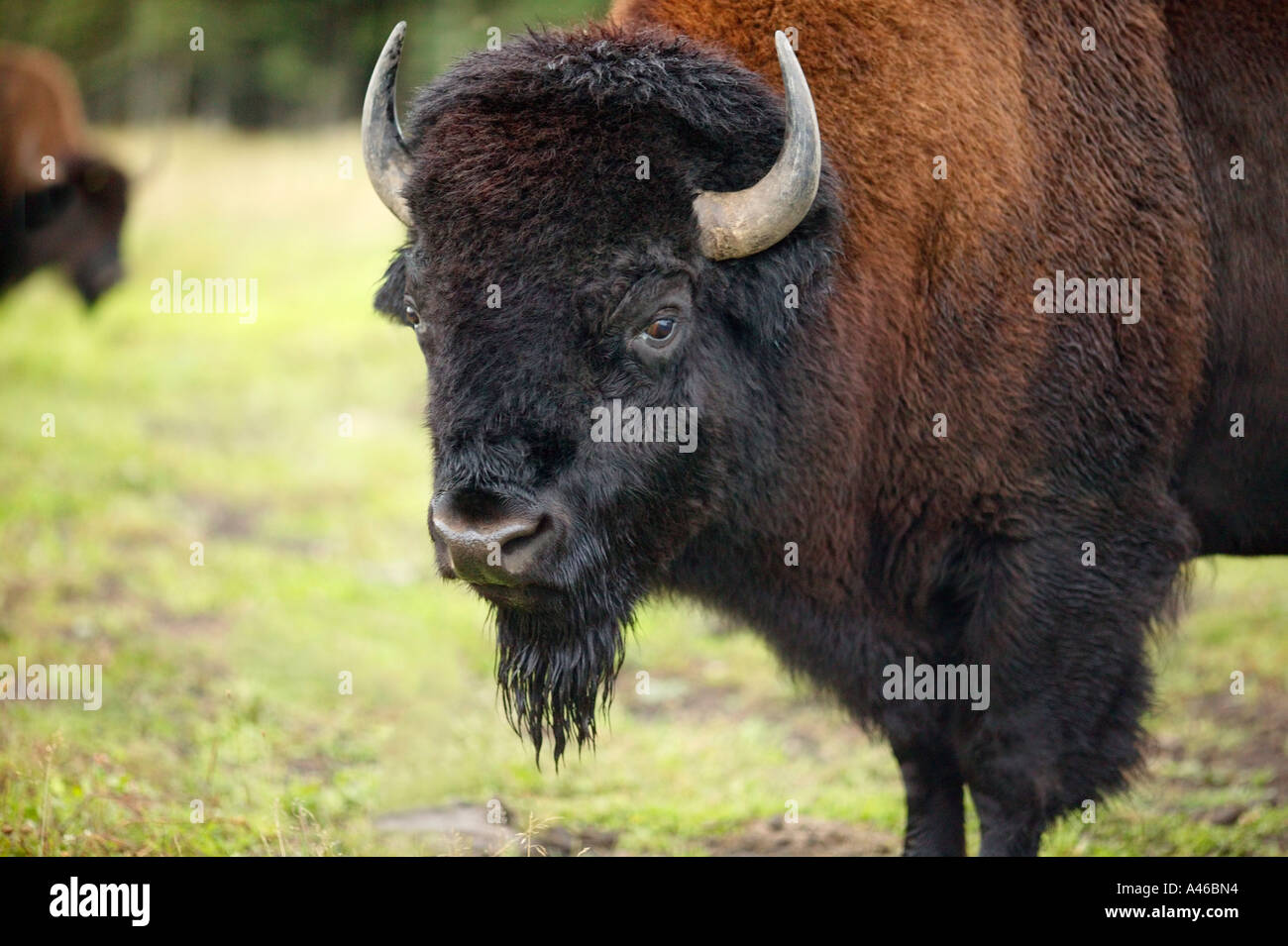 Nahaufnahme von einem bison Stockfoto