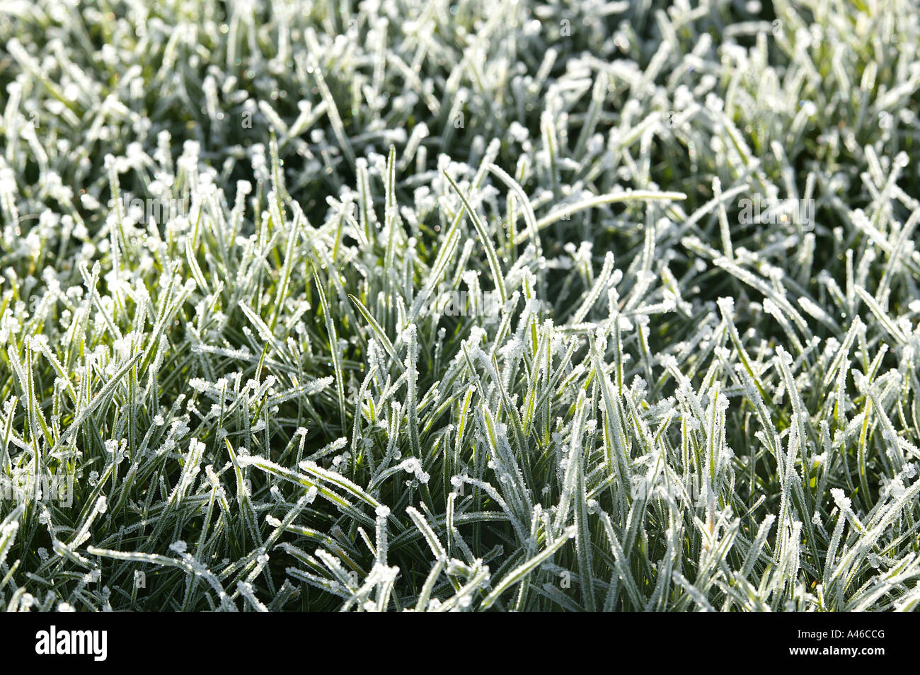 Frost im Garten Rasen im kalten Winter ländliche Lage ein Kartenbild Stil Grüße Stockfoto