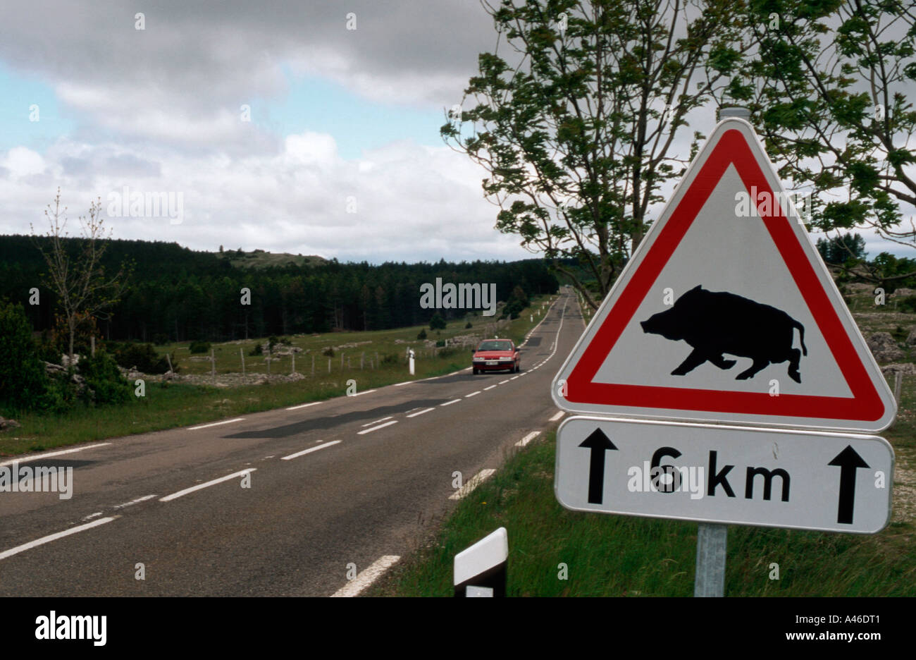 Straßenschild-Wildschwein Stockfoto