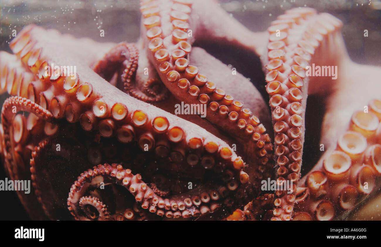 Oktopus in Wasser gekocht Nahaufnahme von Saugnäpfen Octopus Stockfoto