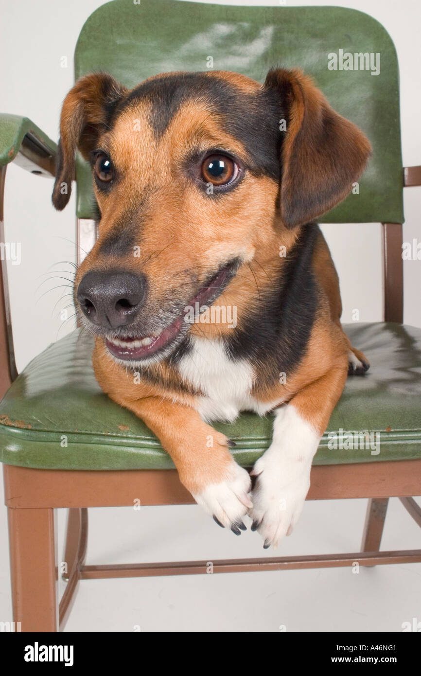 Nahaufnahme eines Hundes Stockfoto