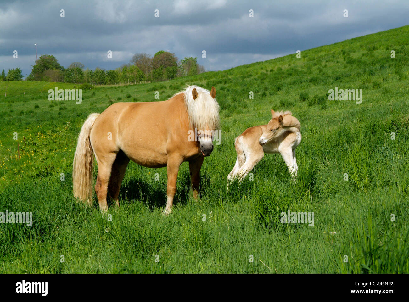 Haflinger-Pferd Stockfoto