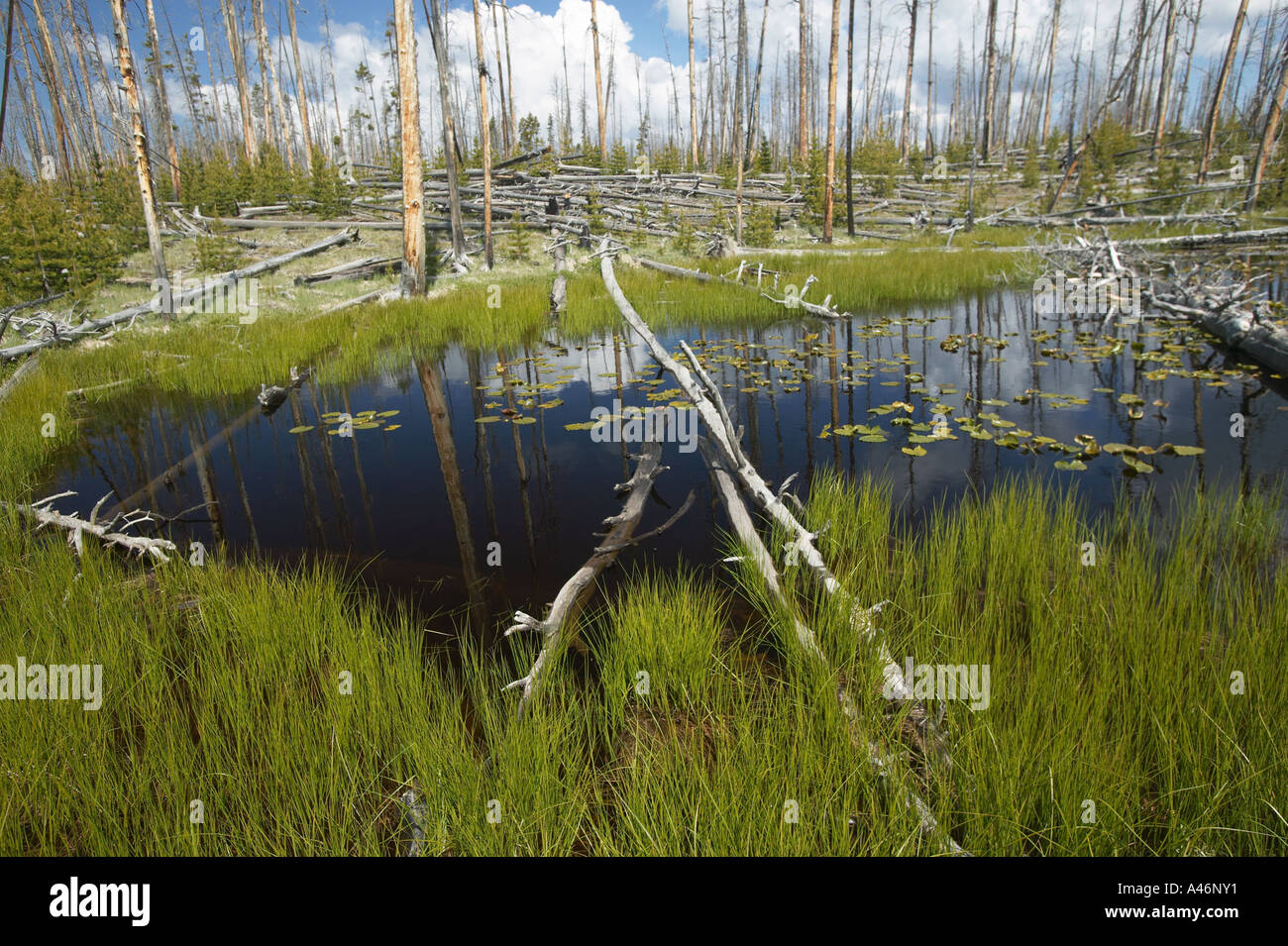 Berg-See und Lodgepole Kiefern-Yellowstone Nationalpark-Wyoming Stockfoto