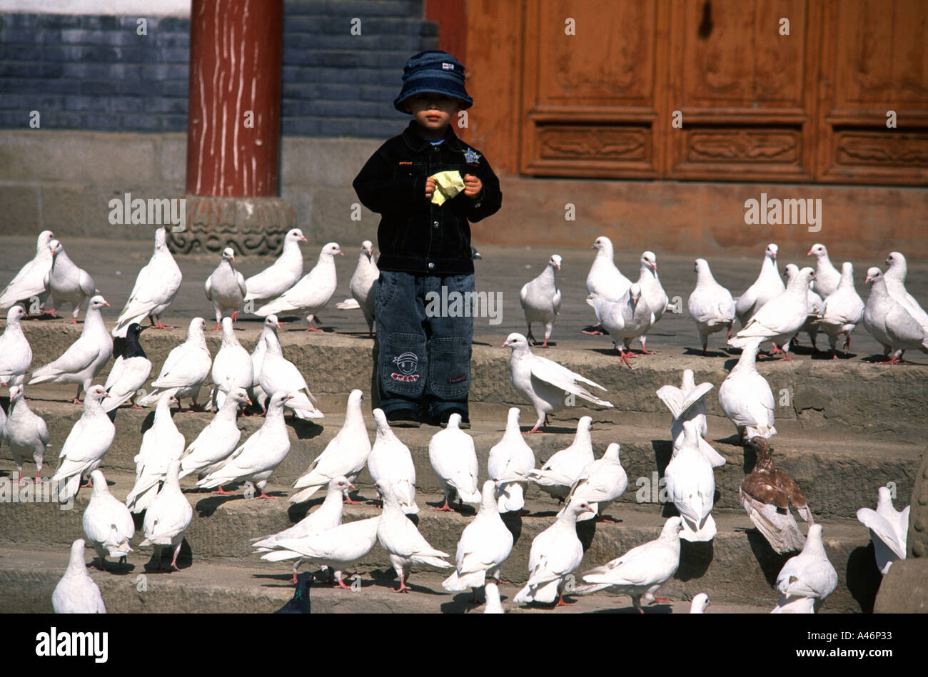 Chinse junge füttern Tauben am Hof des Mu Ta hölzernen Pagode in Zhangye eine Stadt in der Provinz Gansu in China Stockfoto