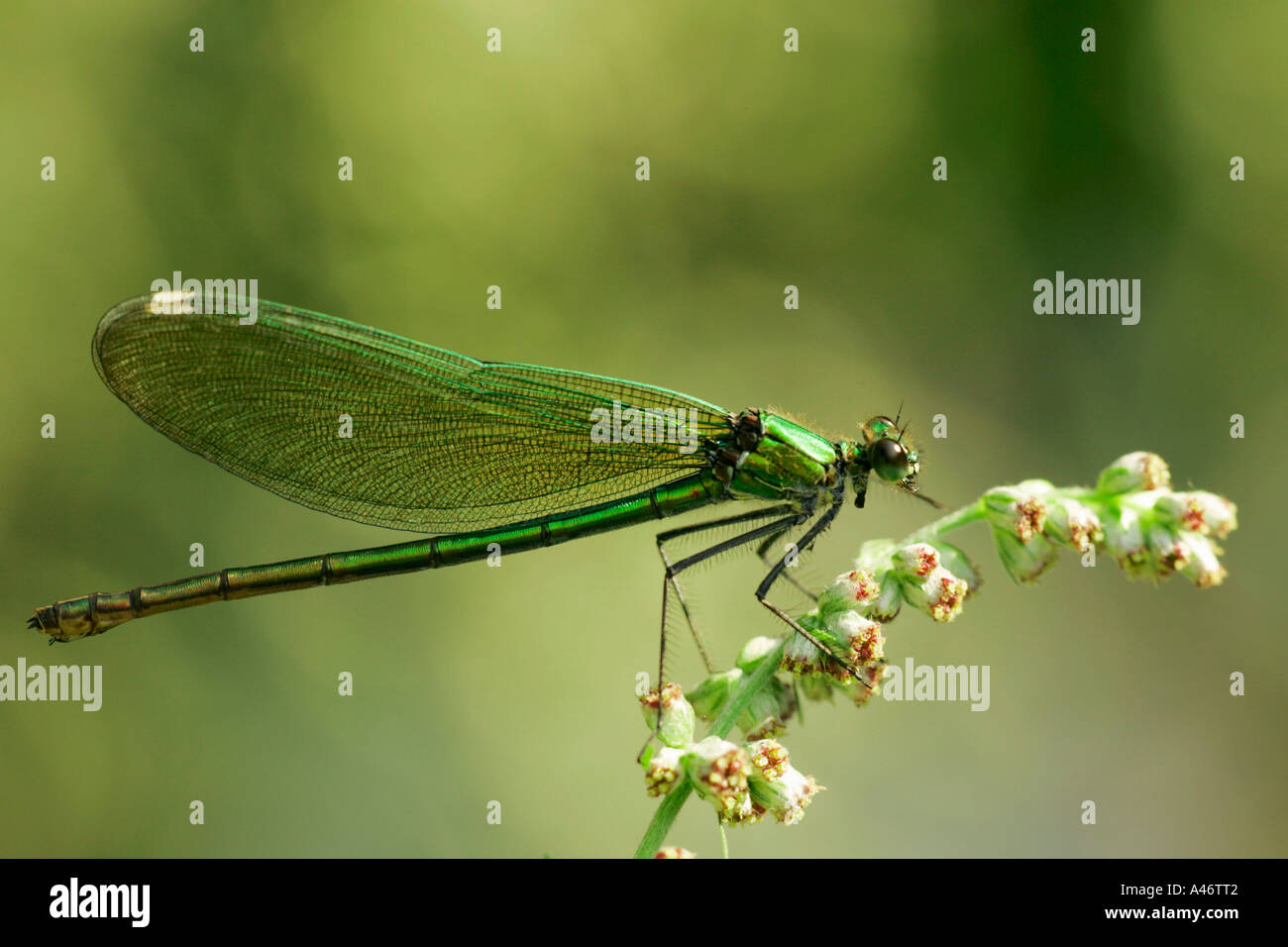 Gebänderten Blackwing gebändert Agrion Stockfoto