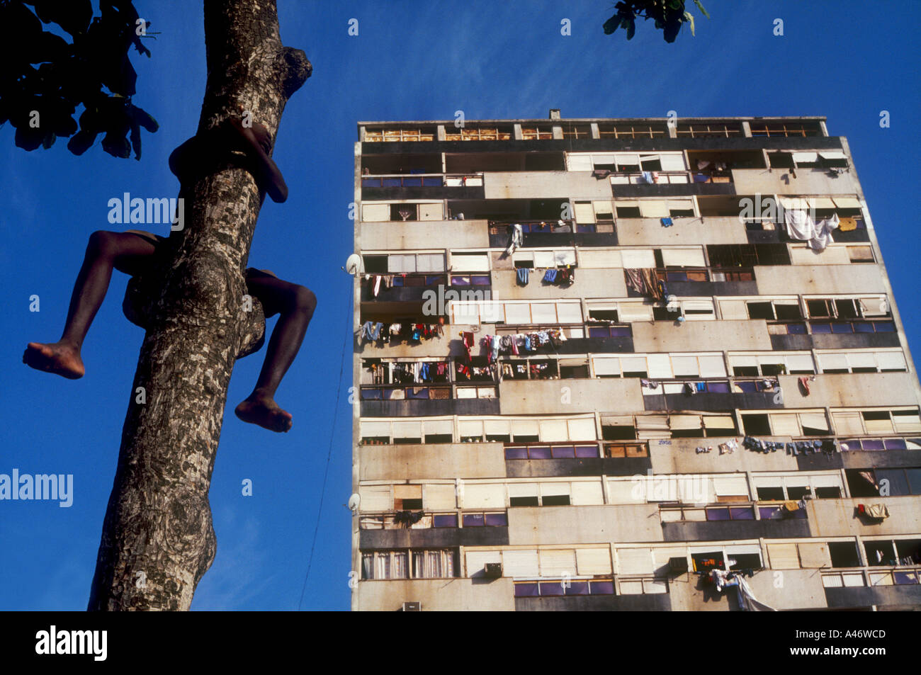 ein Junge klettert einen Baum entlang der Bay Area von Luanda, bekannt als "Marginal": hinter ihm ist ein Slum-Appartementhaus Stockfoto