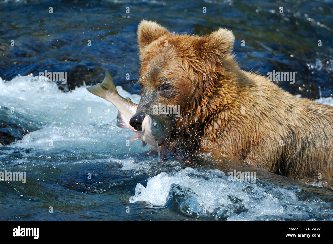 Braunbär-[Ursus arctos) mit einem Gefangenen Lachs, Brooks River, Brooks fällt, Katmai Nationalpark, Alaska, USA Stockfoto