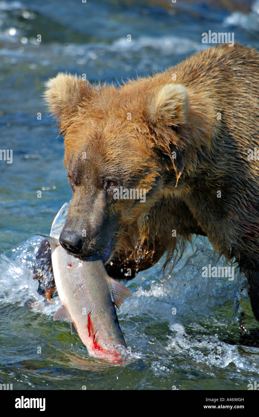 Braunbär-[Ursus arctos) mit einem Gefangenen Lachs, Brooks River, Brooks fällt, Katmai Nationalpark, Alaska, USA Stockfoto