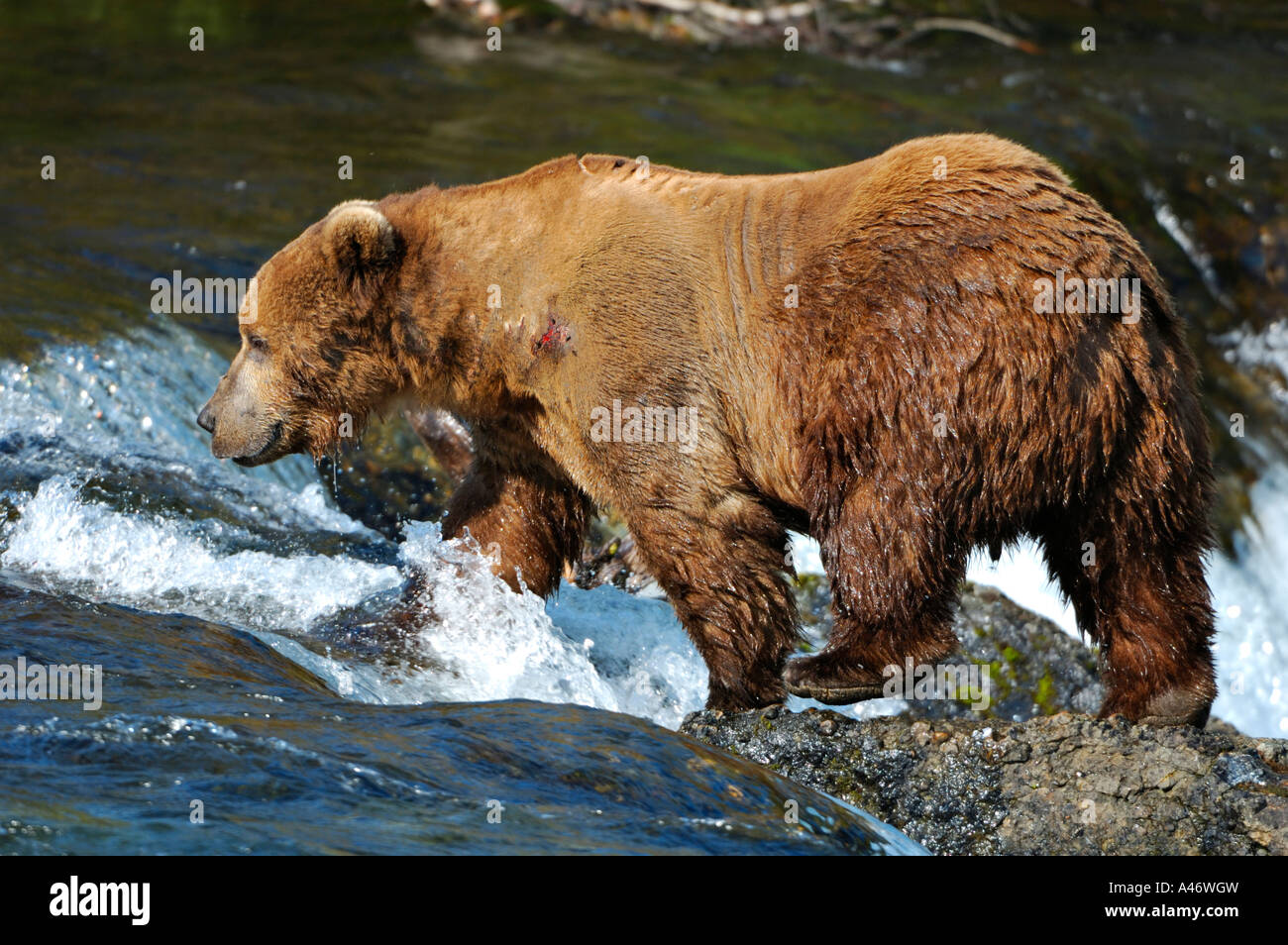 Brauner Bär [Ursus Arctos) kreuzt Brooks River, Brooks Falls, Katmai Nationalpark, Alaska, USA Stockfoto