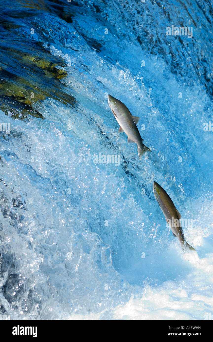 Blueback Lachse (Oncorhynchus Nerka) versucht, den Wasserfall nach oben, Brooks River, Brooks Falls, Katmai Nationalpark zu erobern Stockfoto