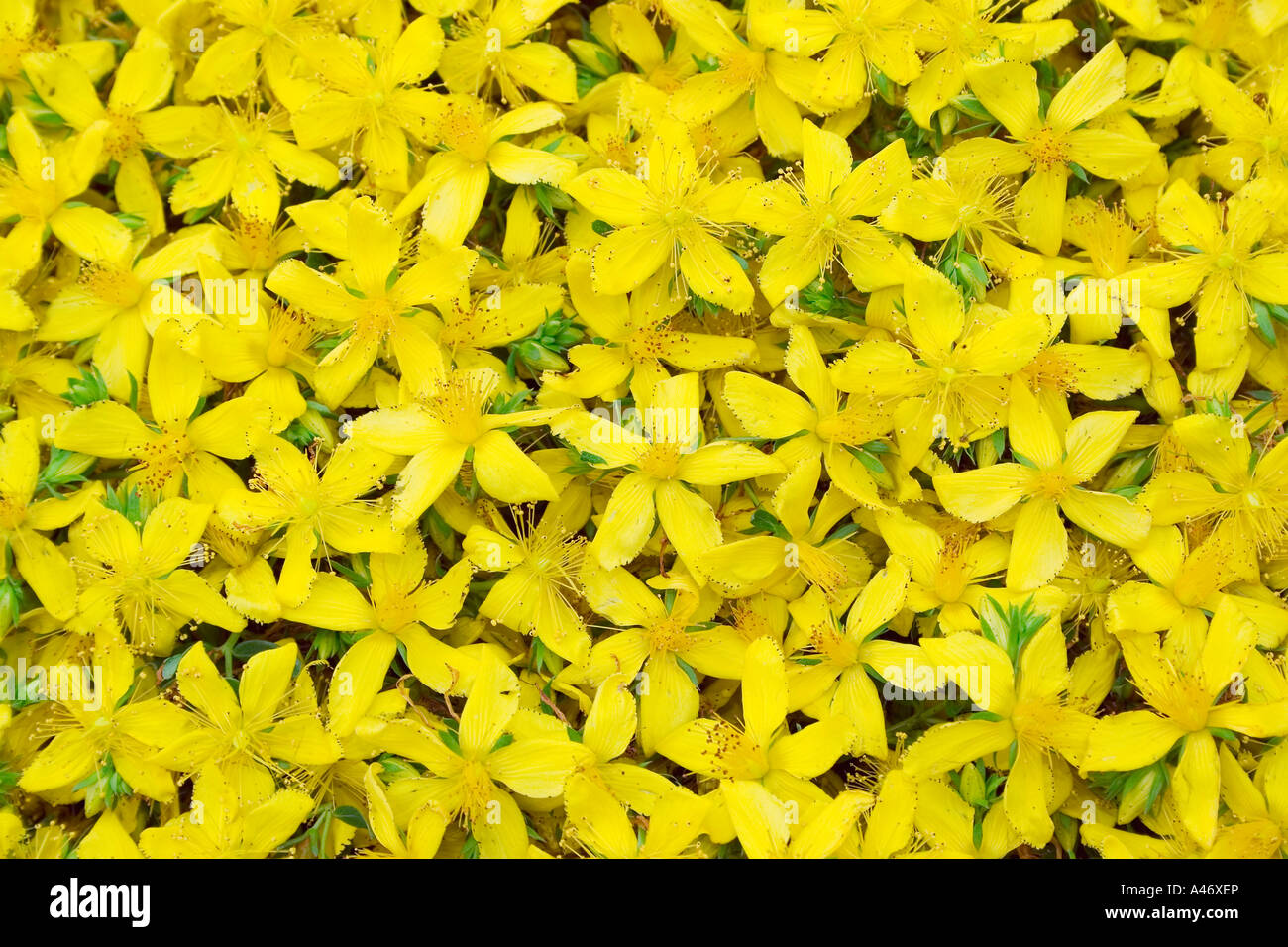 Geernteten Saint--Johanniskraut-Blüten Stockfoto