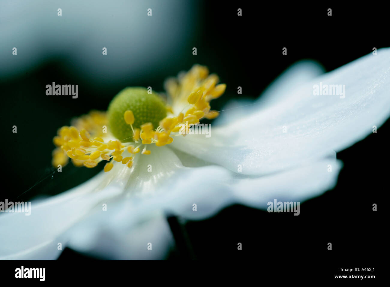 Nahaufnahme von einem weißen japanische Anemone Stockfoto