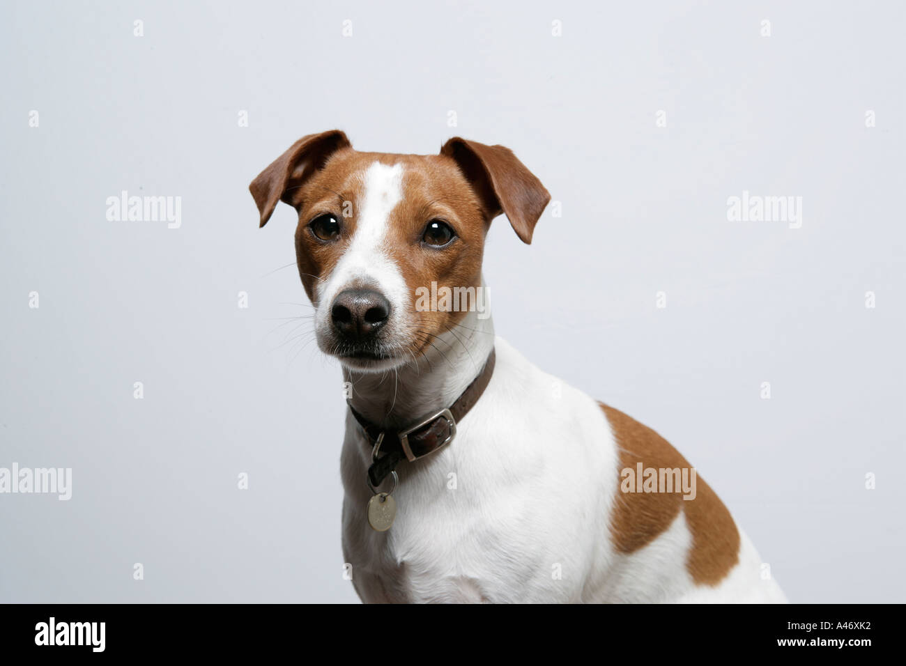 Porträt eines Tan und weiß Jack Russell Terrier Stockfoto