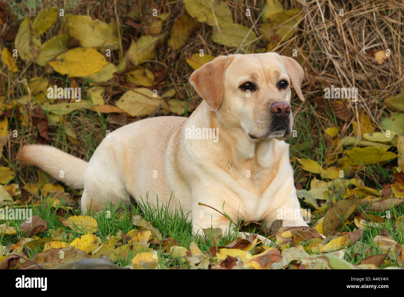 Gelber Stuhlgang Hund