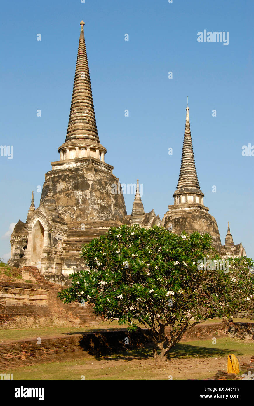 Chedis steigen hoch hinter Baum mit White Star Blumen Frangipani Plumeria Rubra Wat Phra Si San Phet im Inneren des alten Palastes Stockfoto